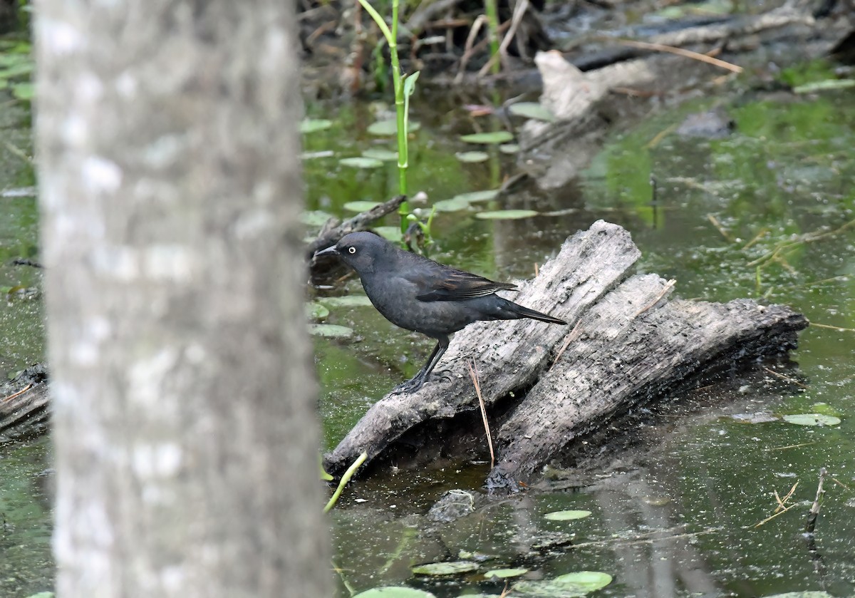 Rusty Blackbird - ML618500321