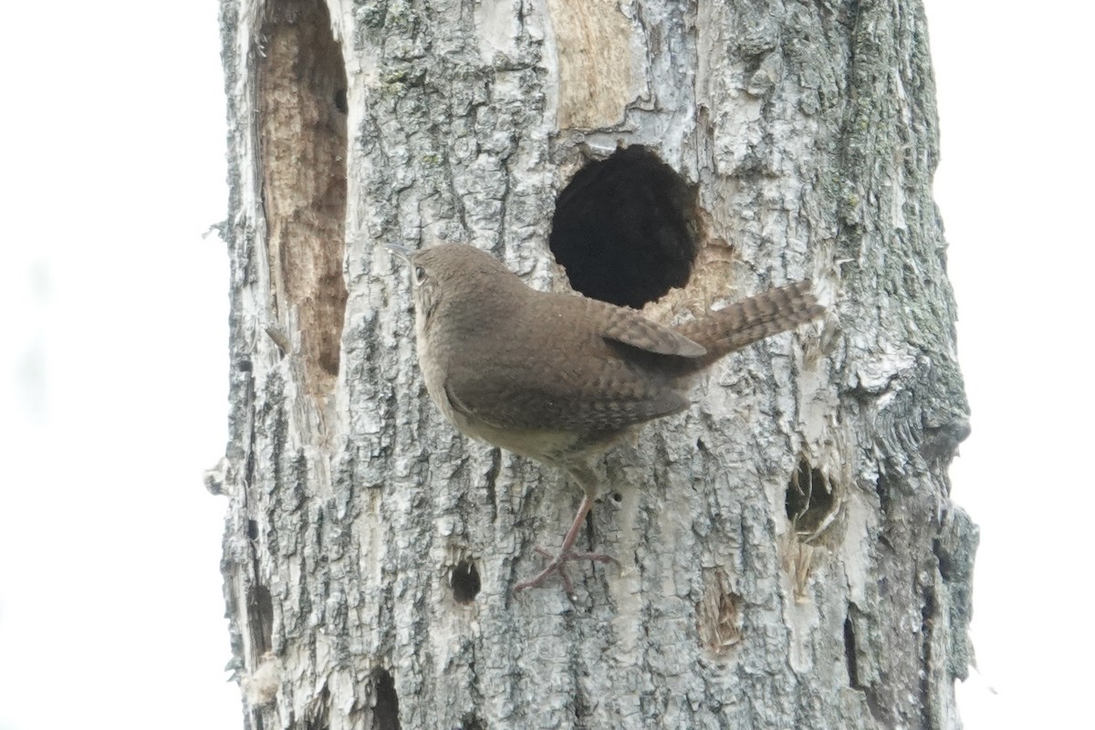 House Wren - Joseph Hammerle