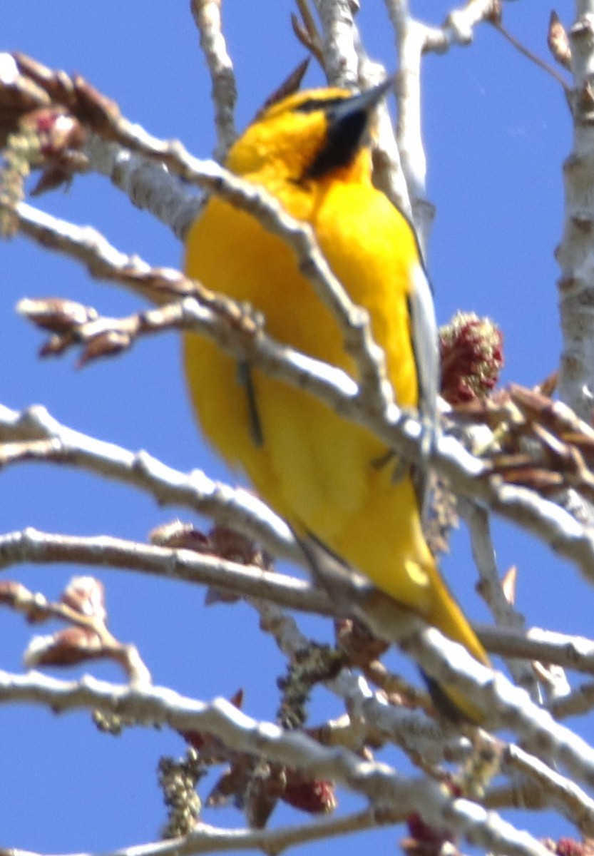 Bullock's Oriole - Barry Spolter