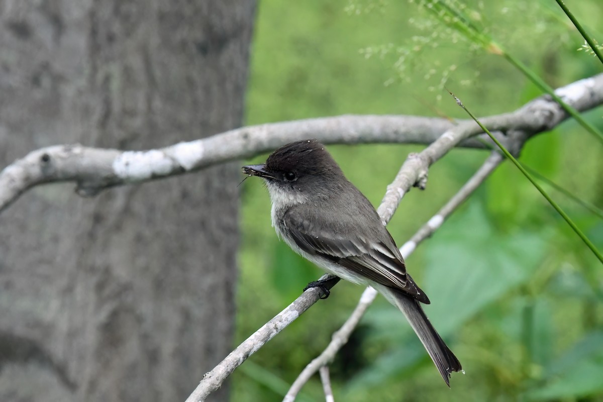 Eastern Phoebe - ML618500334