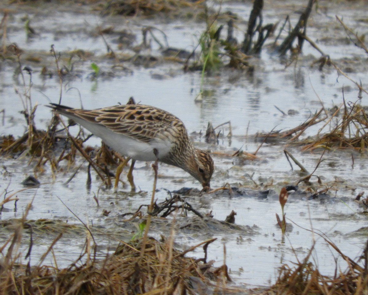 Pectoral Sandpiper - ML618500335