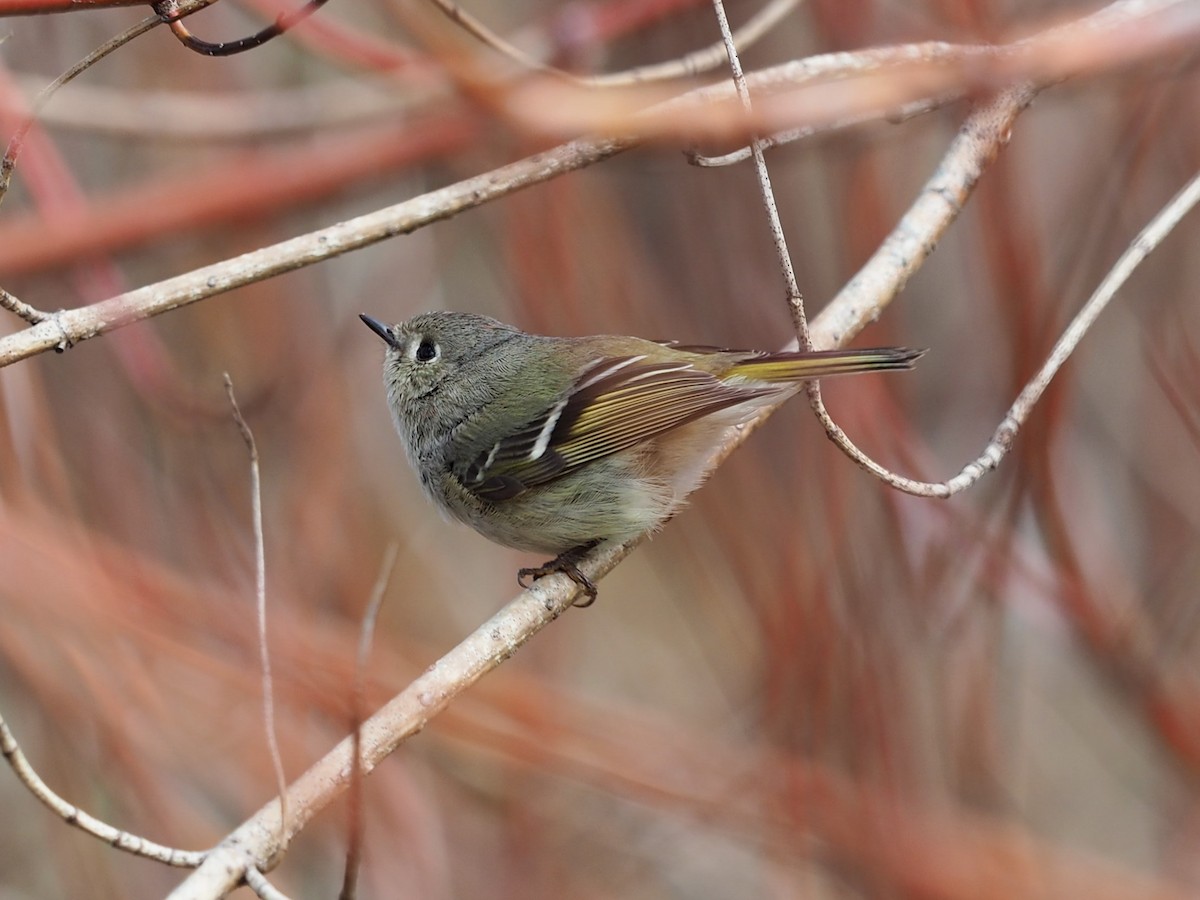 Ruby-crowned Kinglet - Thierry Grandmont