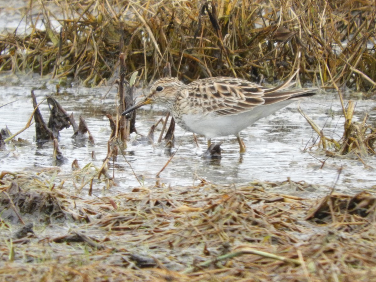 Pectoral Sandpiper - David Catlin