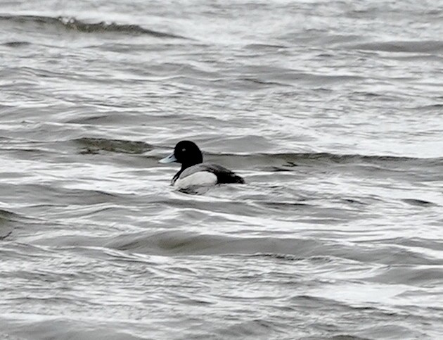 Greater Scaup - Ryan Serio