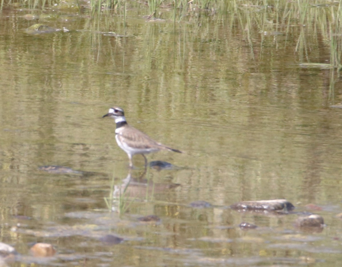 Killdeer - Barry Spolter