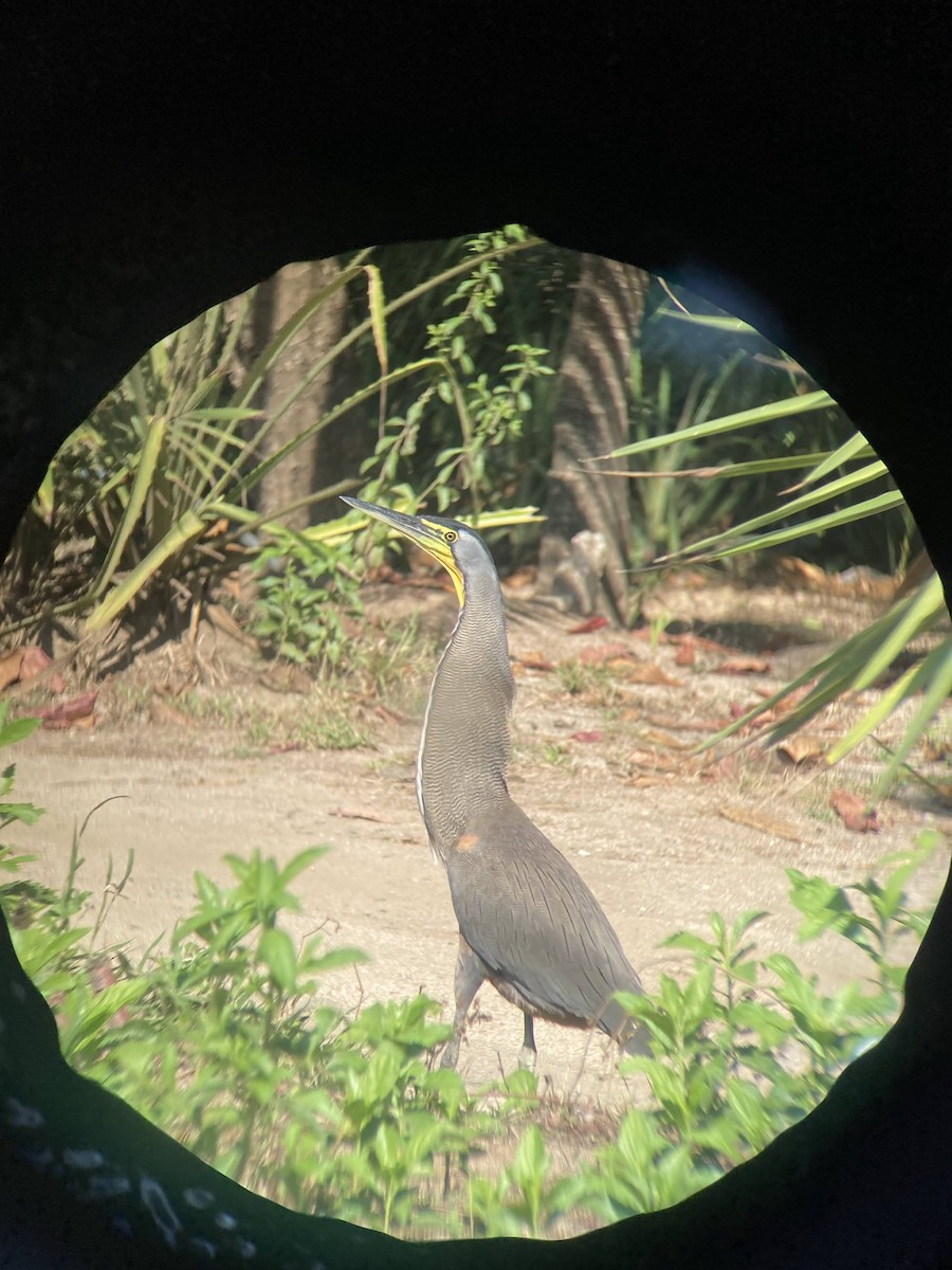 Bare-throated Tiger-Heron - ML618500388