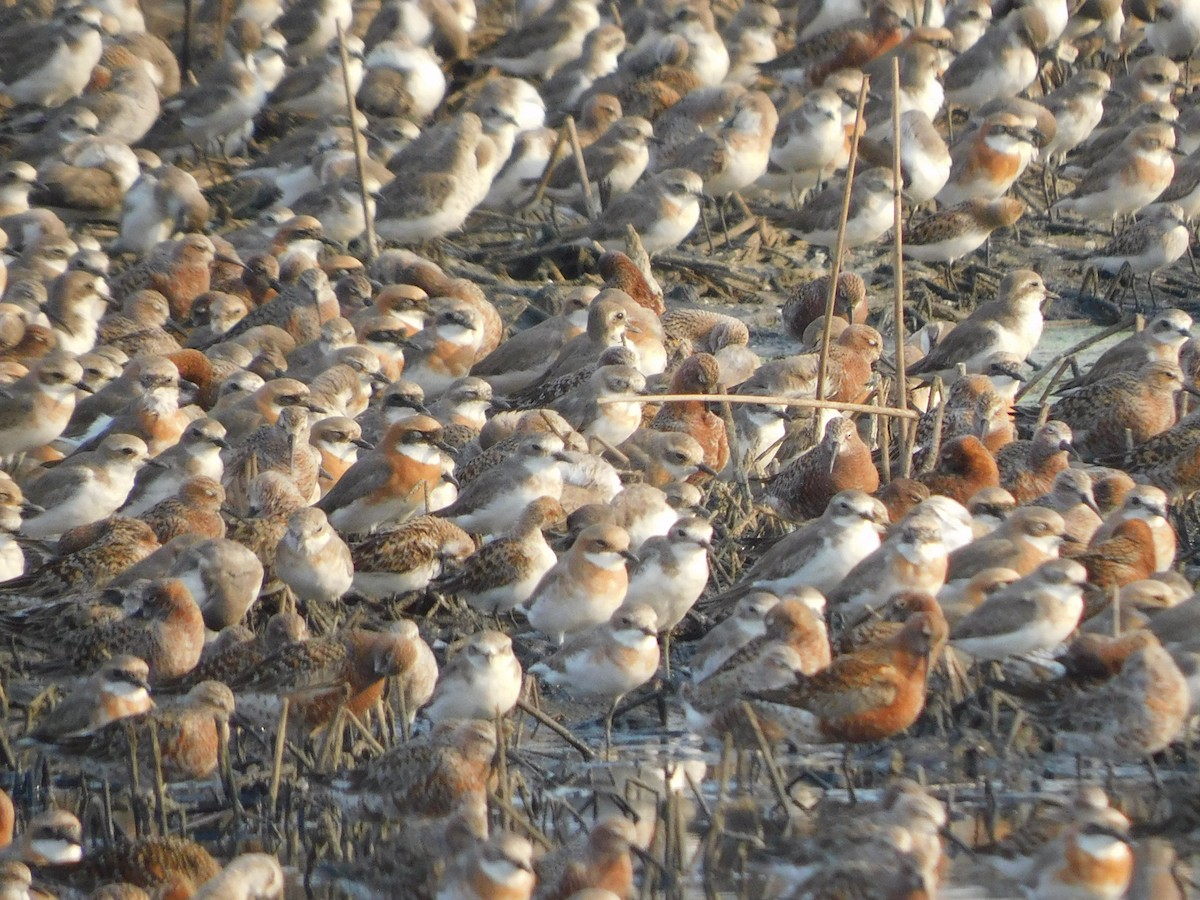 Tibetan Sand-Plover - Sushant Pawar