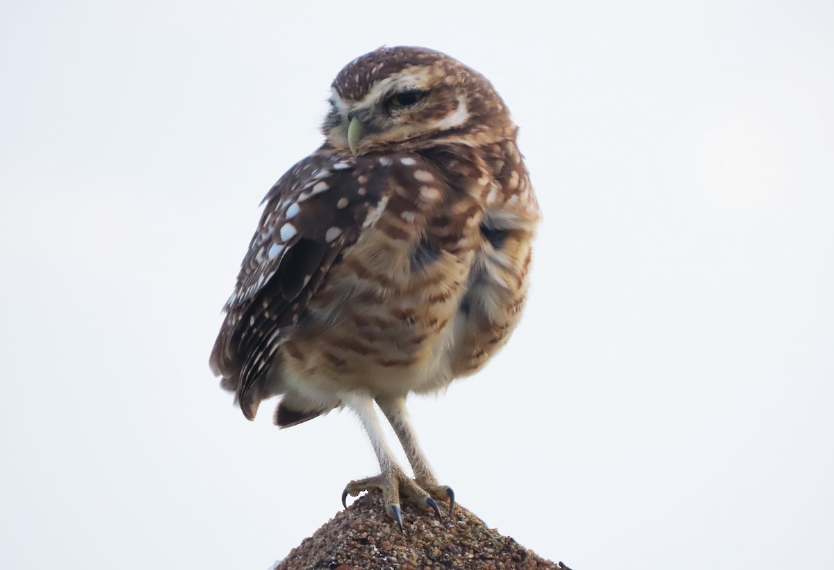 Burrowing Owl - Rick Jacobsen