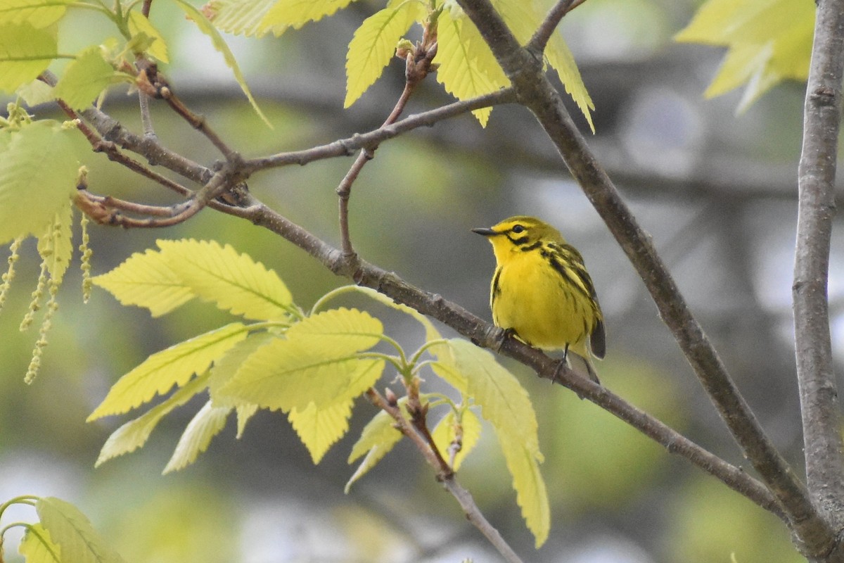 Prairie Warbler - Benjamin Ashin