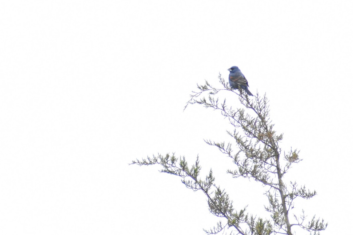 Blue Grosbeak - ML618500410