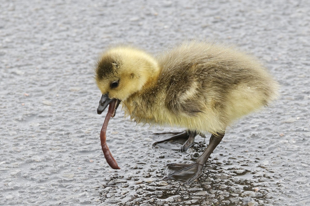 Canada Goose - Catherine Lawrence