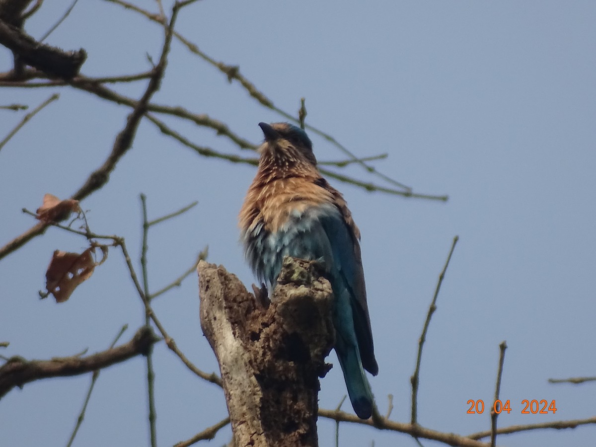 Indian/Indochinese Roller - Miquel Rivera