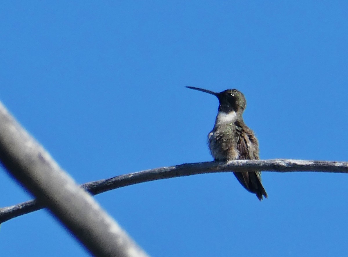 Black-chinned Hummingbird - Pamela Mull
