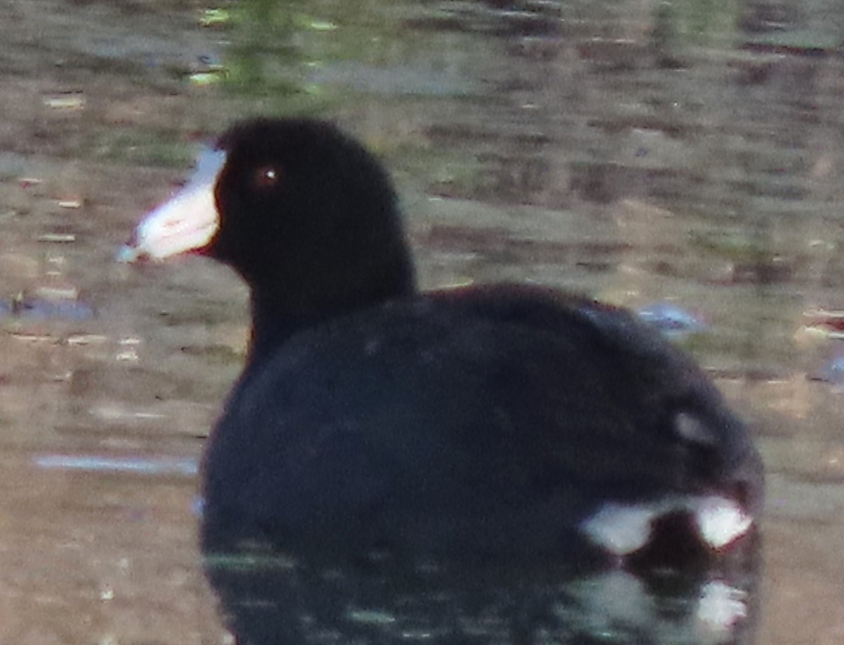 American Coot - BEN BAILEY