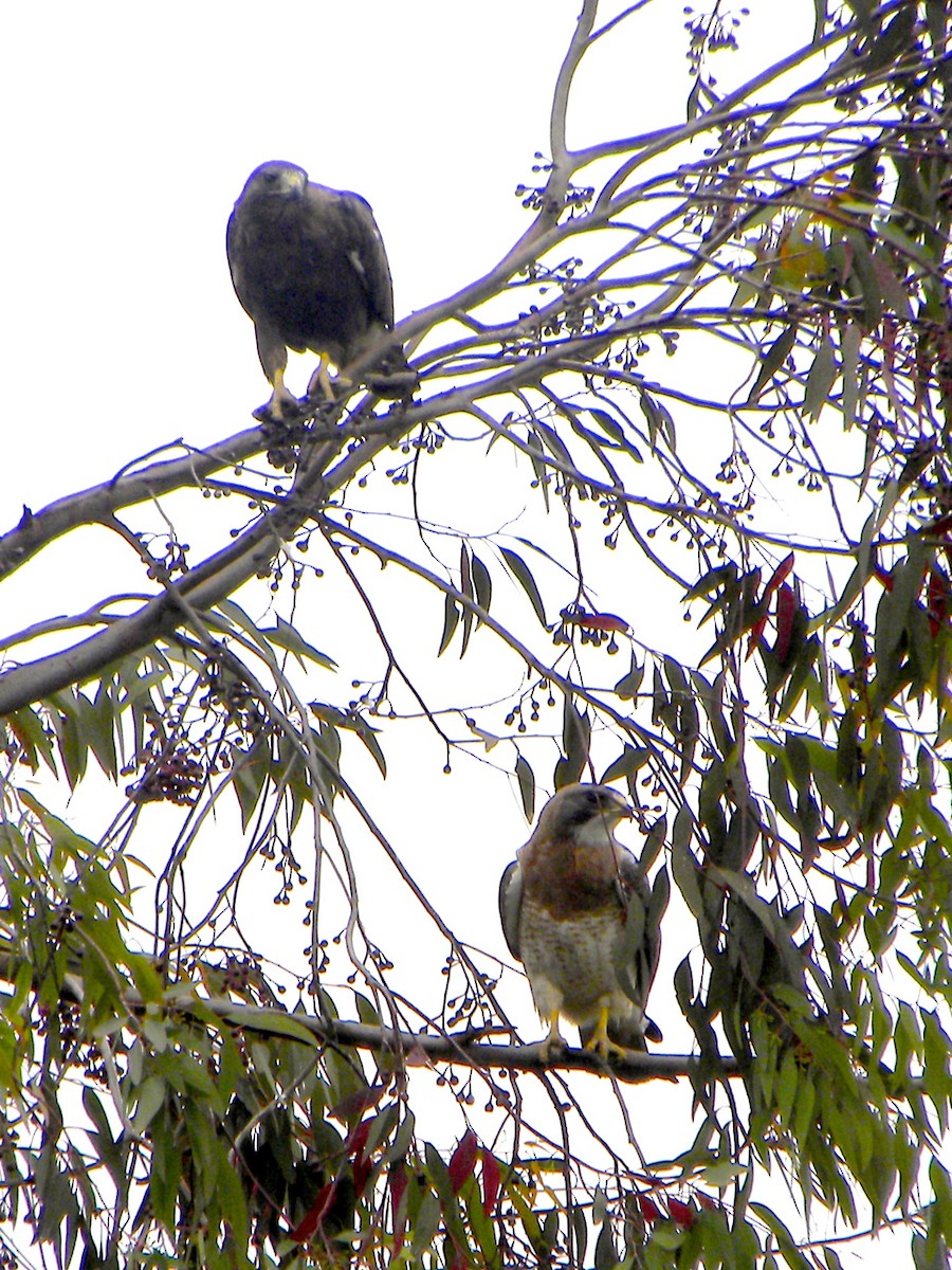 tanımsız Buteo sp. - ML618500484