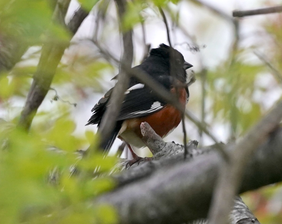 Eastern Towhee - ML618500487