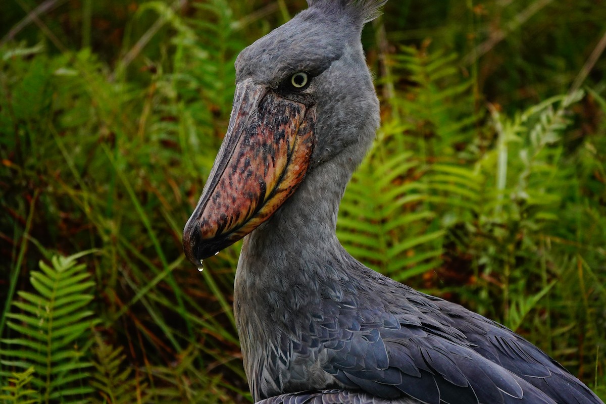 Shoebill - ML618500494