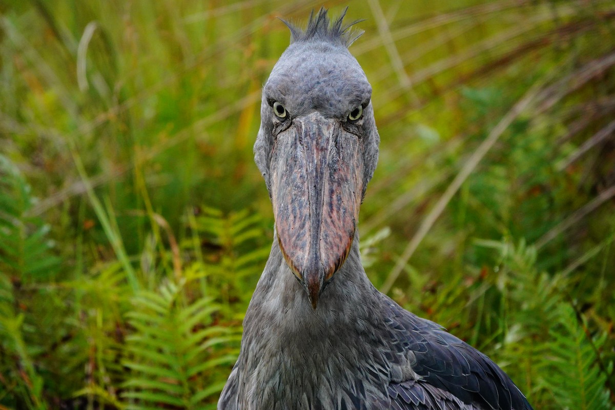 Photos - Shoebill - Balaeniceps rex - Birds of the World