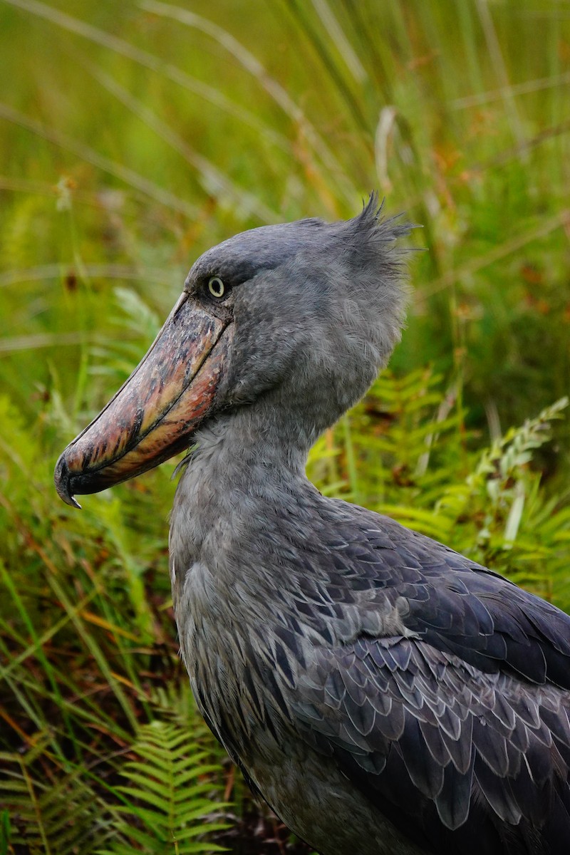 Shoebill - ML618500498