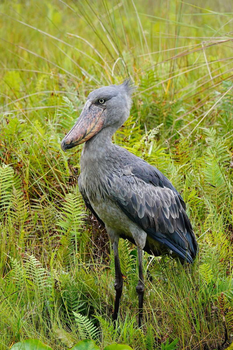 Shoebill - ML618500501