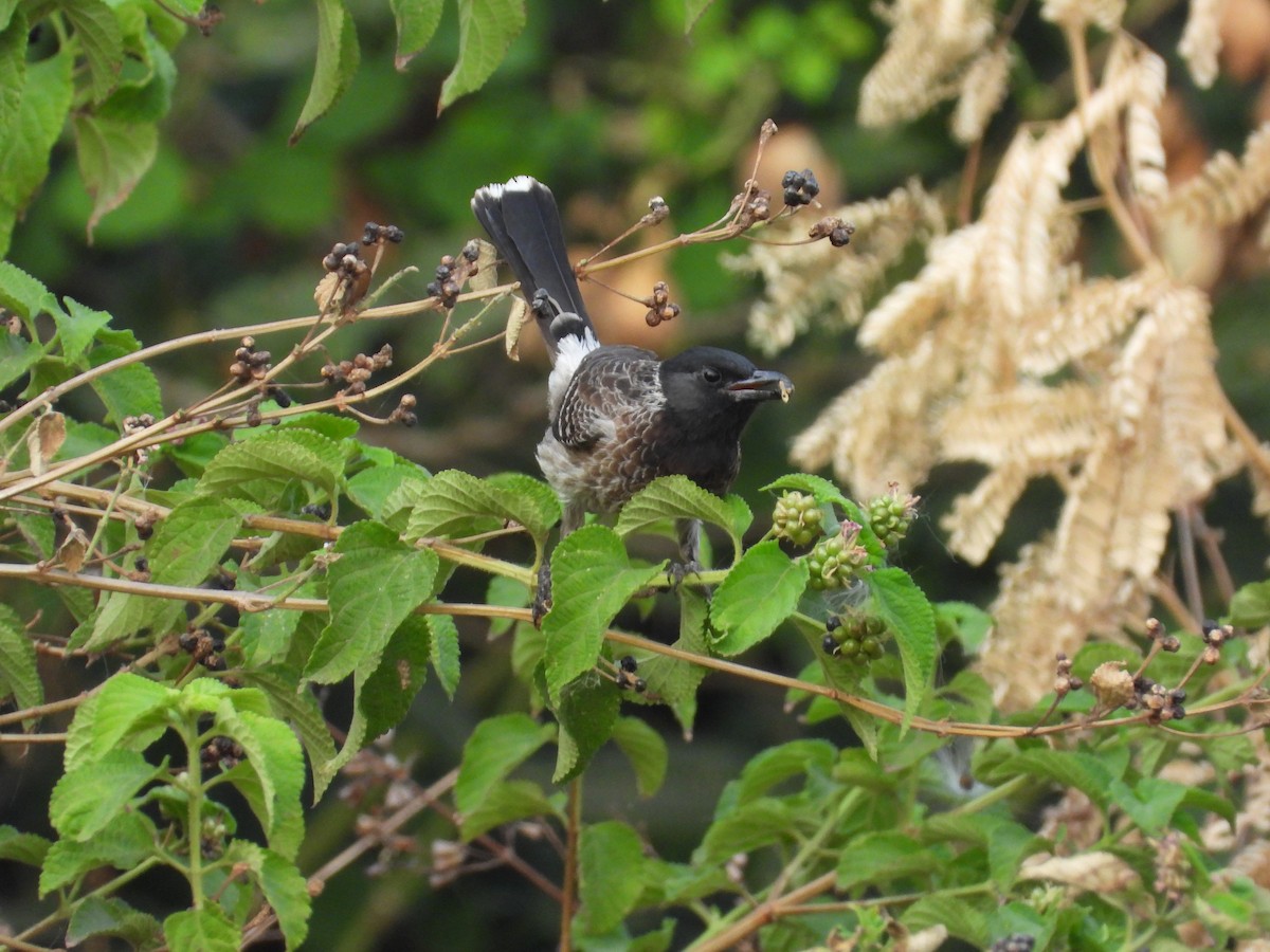 Red-vented Bulbul - ML618500511