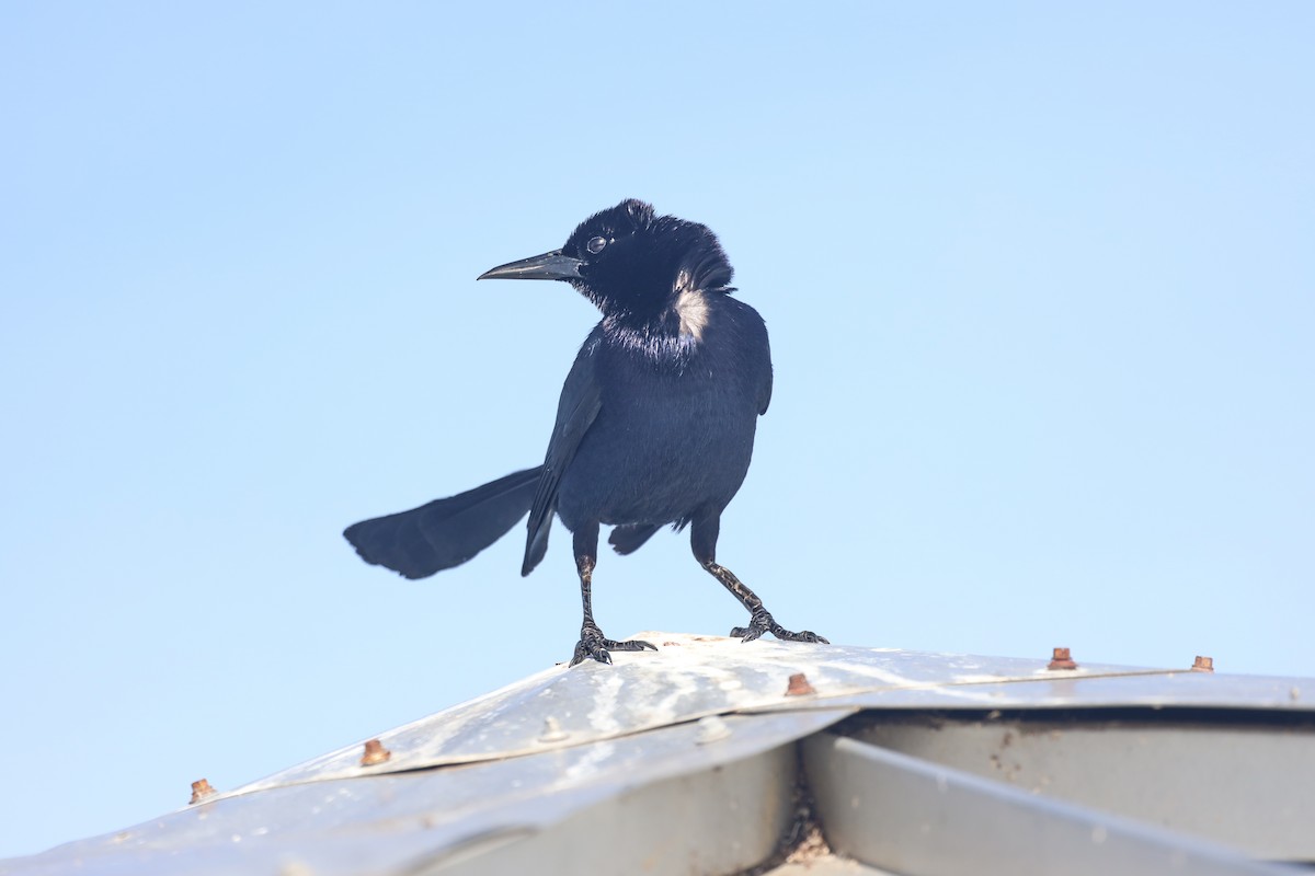 Boat-tailed Grackle - ML618500516