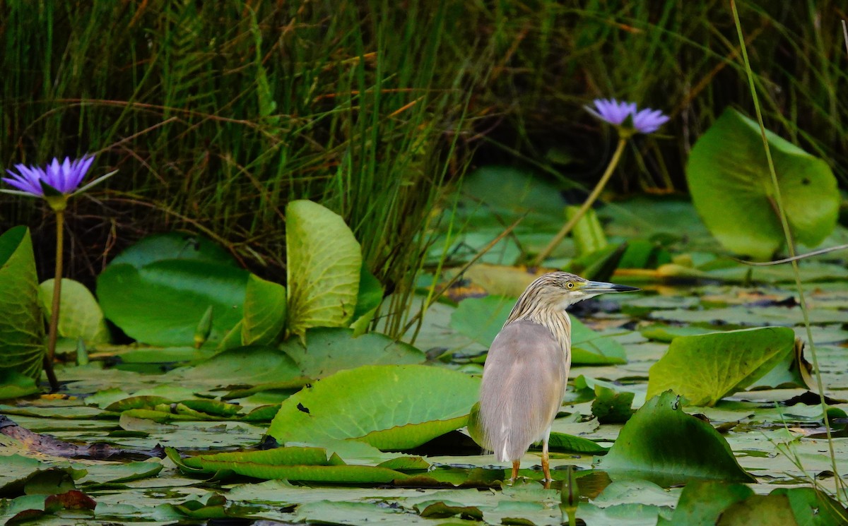 Squacco Heron - Emily Denker