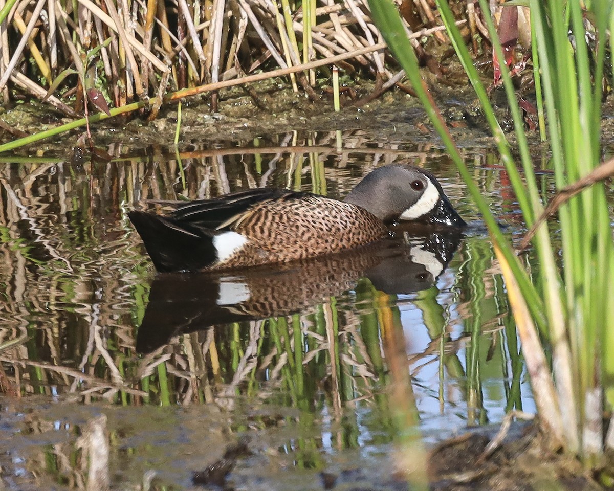 Blue-winged Teal - ML618500528