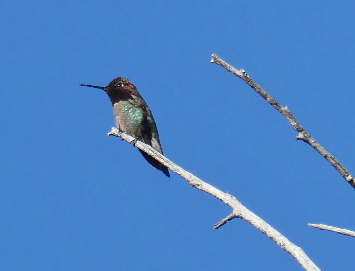 Anna's Hummingbird - Pamela Mull