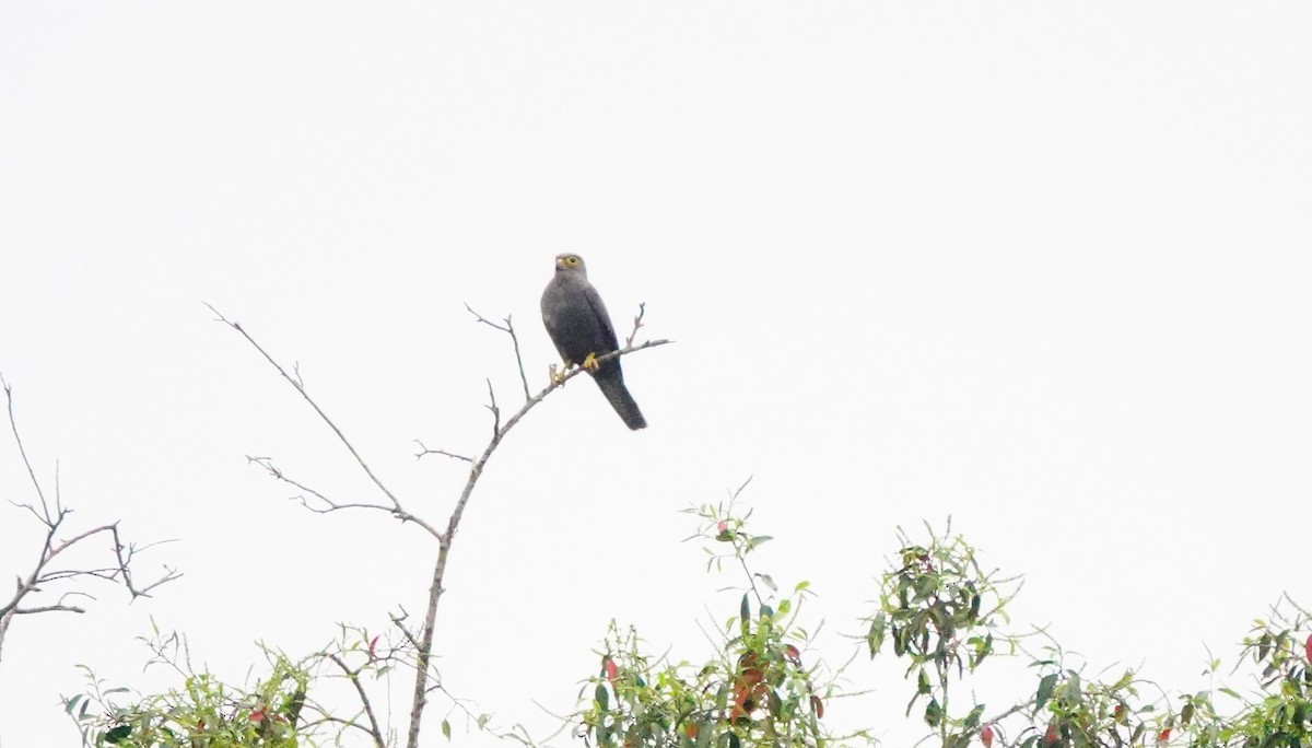 Gray Kestrel - ML618500544