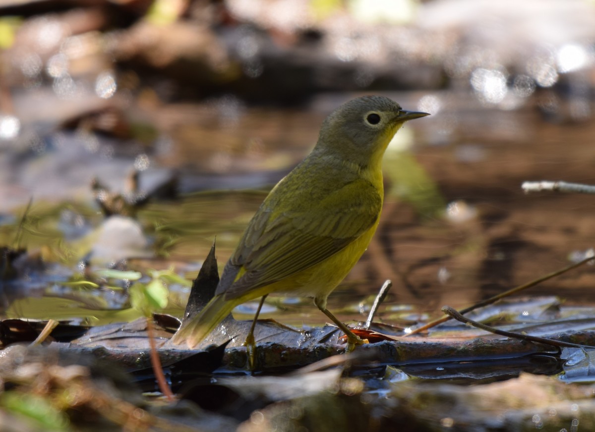 Nashville Warbler - ML618500610