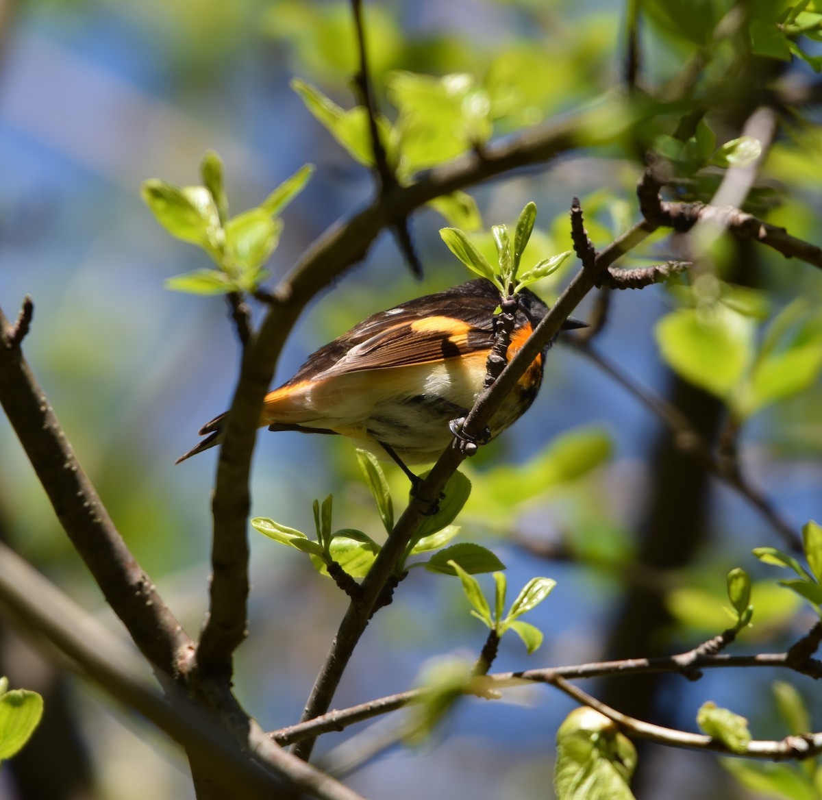 American Redstart - ML618500612