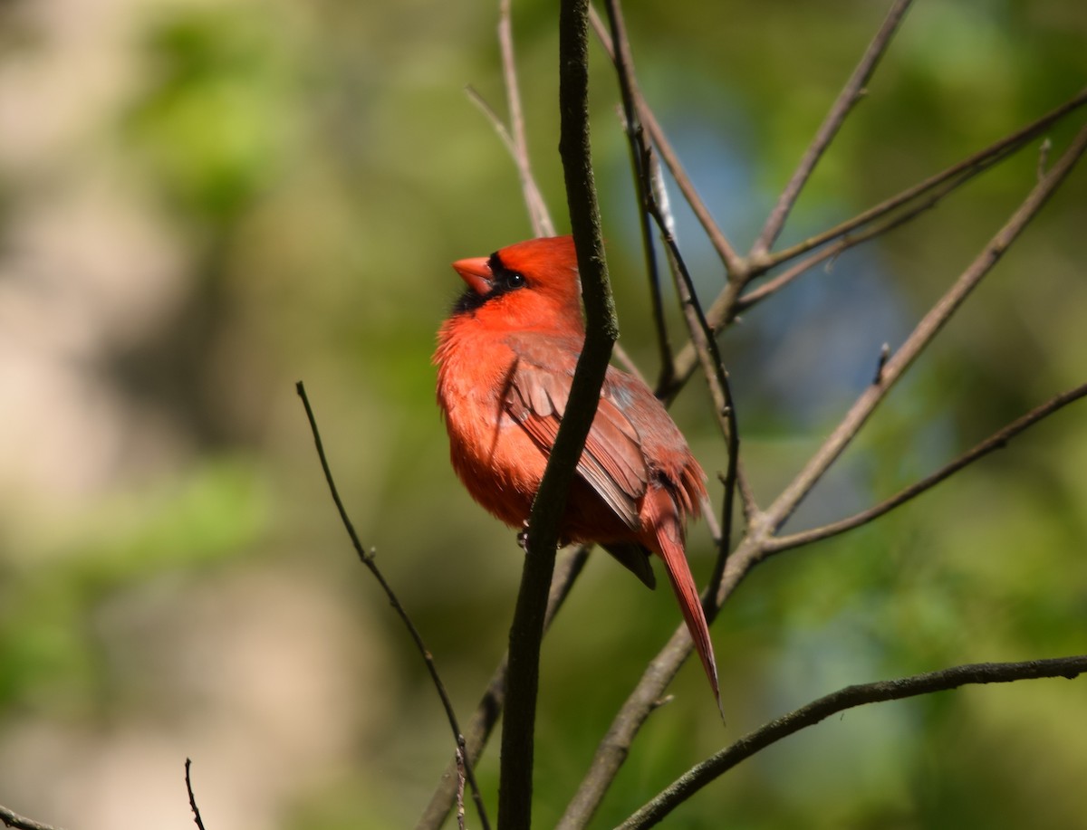 Cardinal rouge - ML618500619