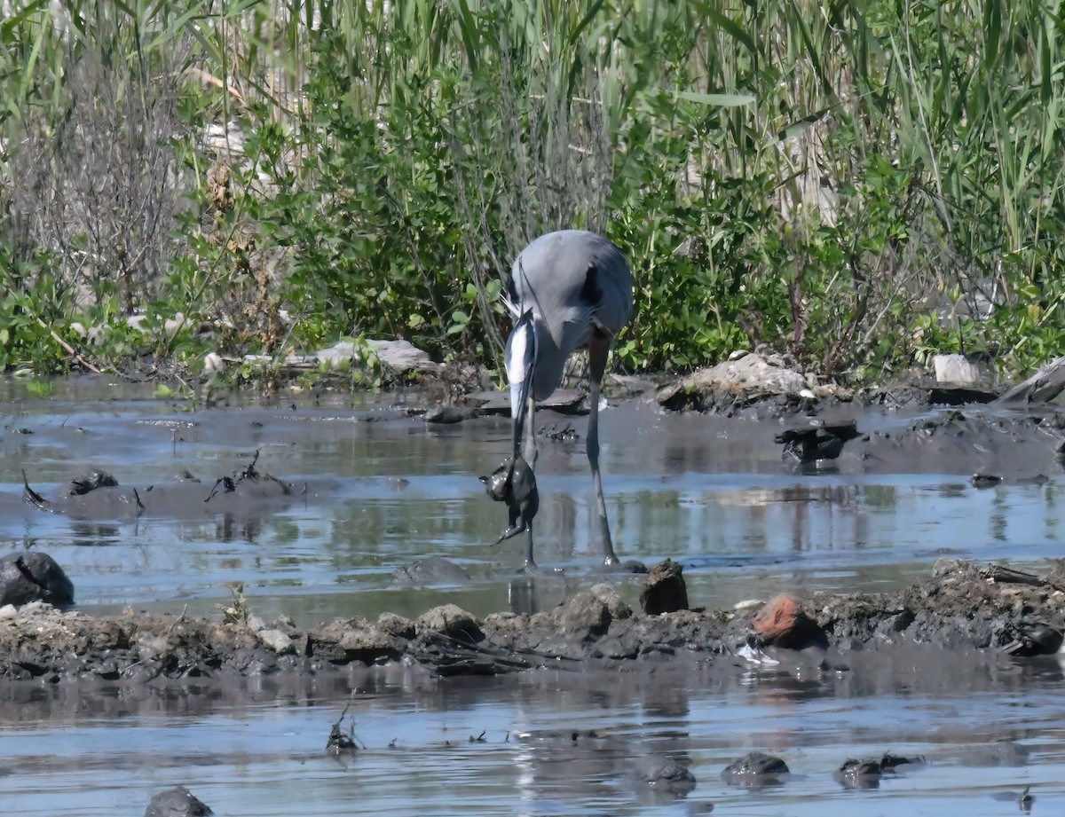 Great Blue Heron - ML618500620