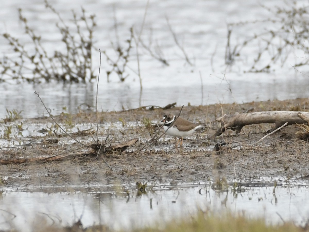 Semipalmated Plover - ML618500628