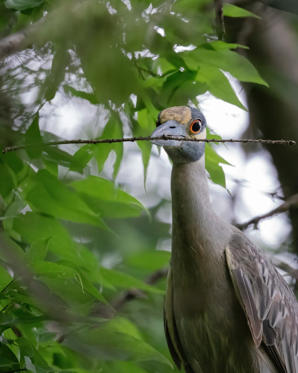 Krabbenreiher - ML618500665