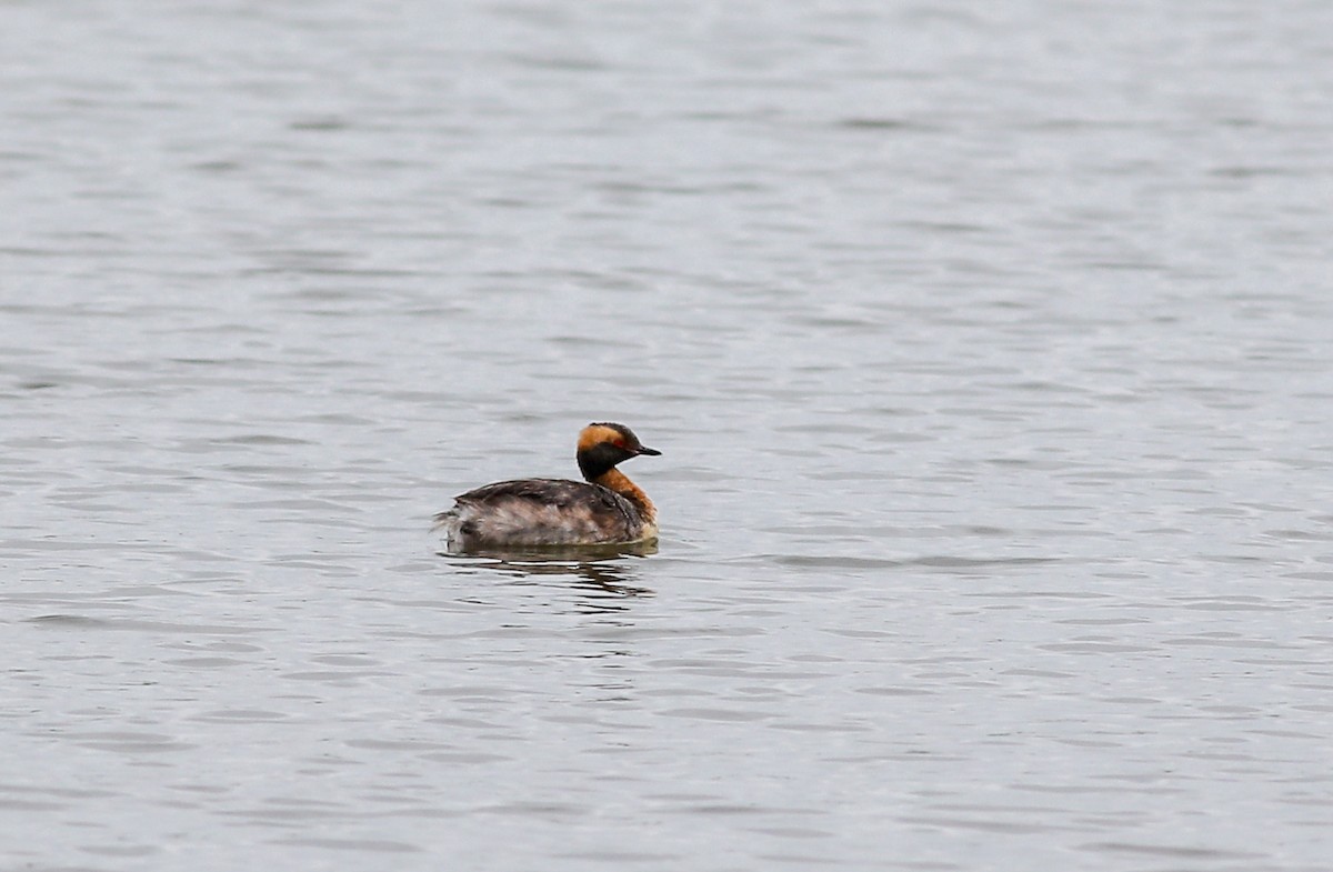 Horned Grebe - ML618500667