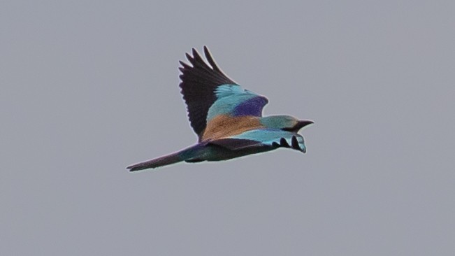 European Roller - Milan Martic