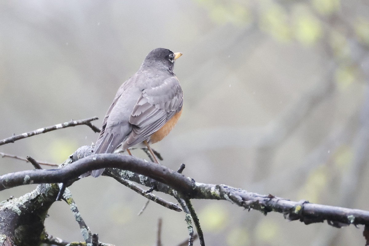 American Robin - Catherine Lawrence