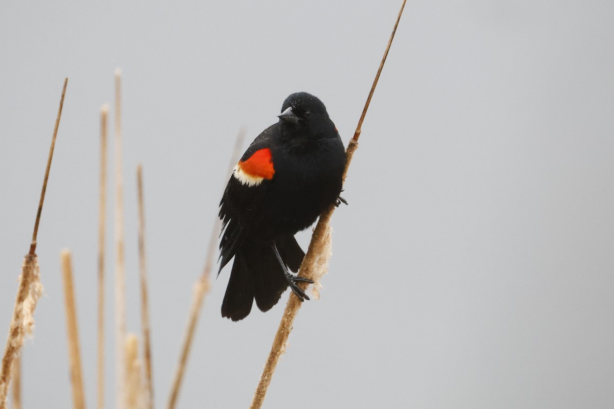 Red-winged Blackbird - ML618500685