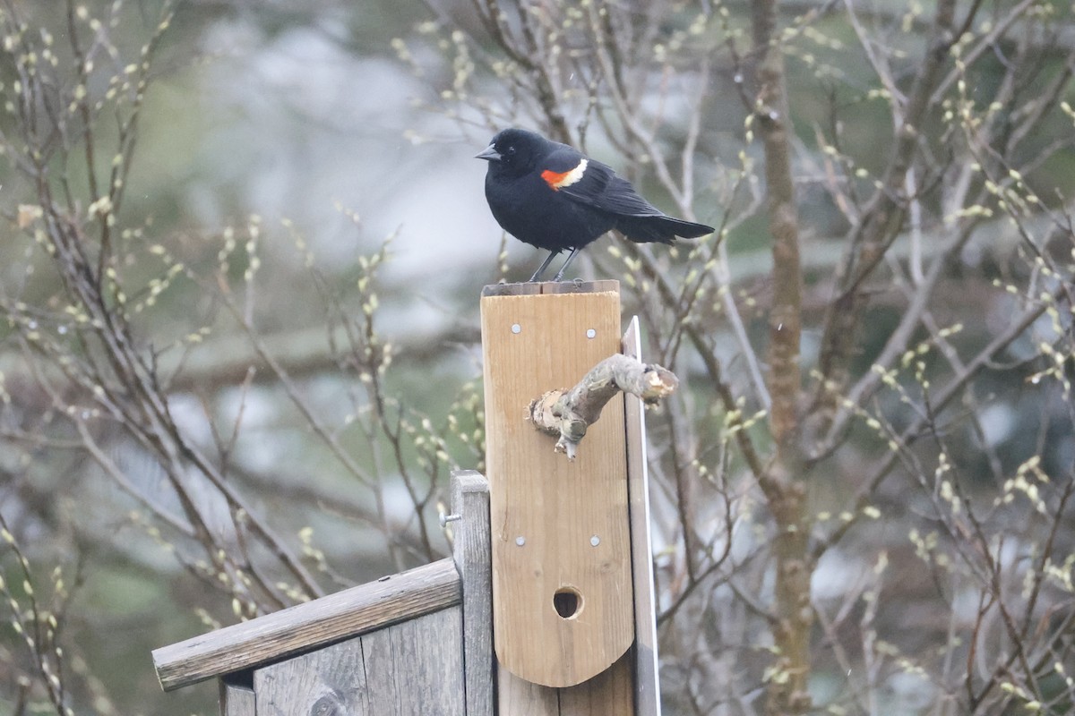 Red-winged Blackbird - Catherine Lawrence