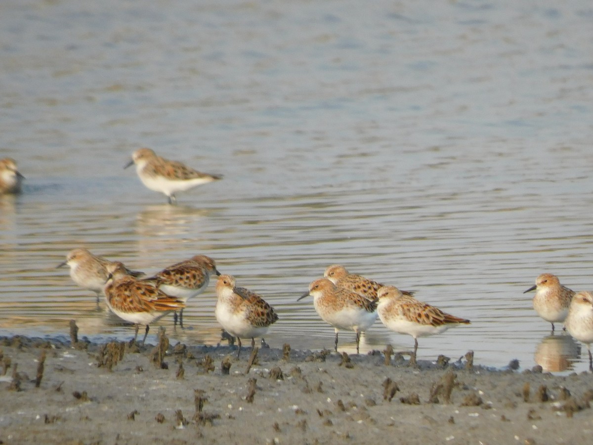 Little Stint - Sushant Pawar