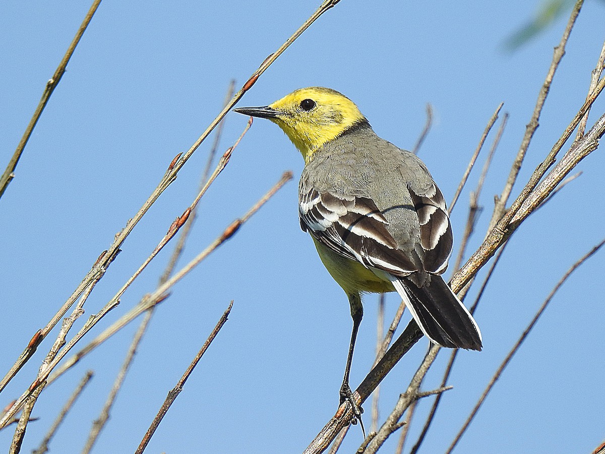 Citrine Wagtail - ML618500690