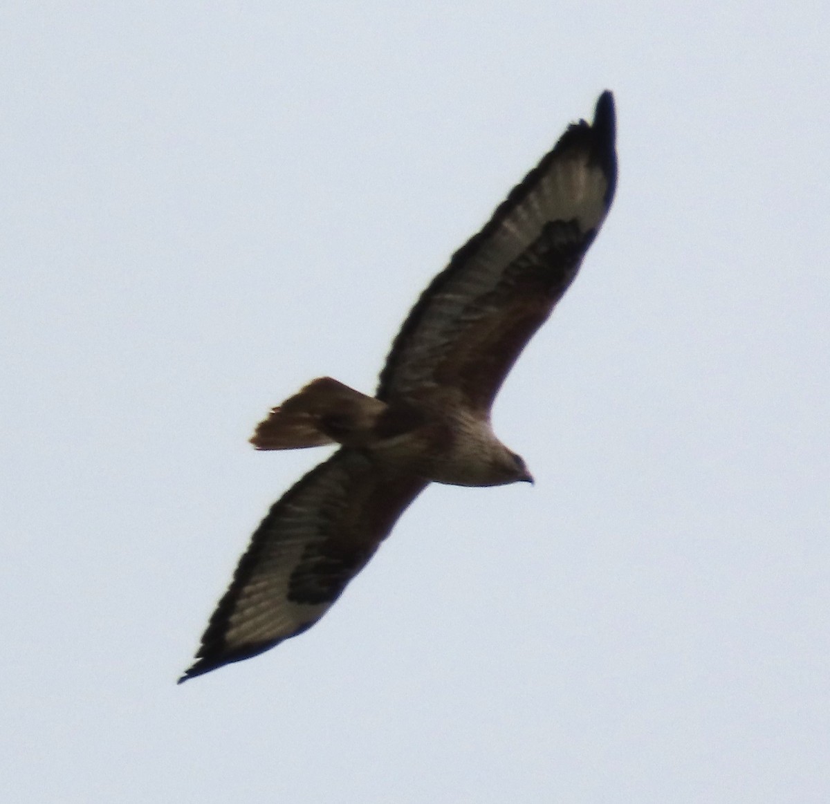 Long-legged Buzzard - ML618500700