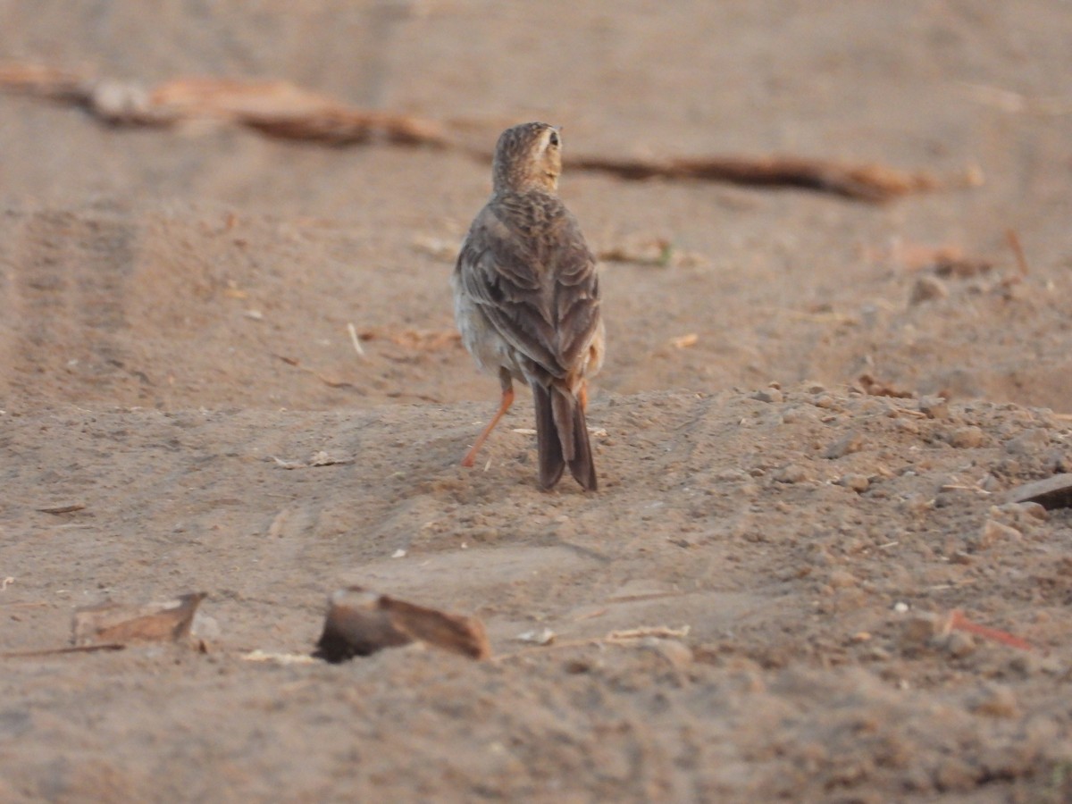 Paddyfield Pipit - ML618500708