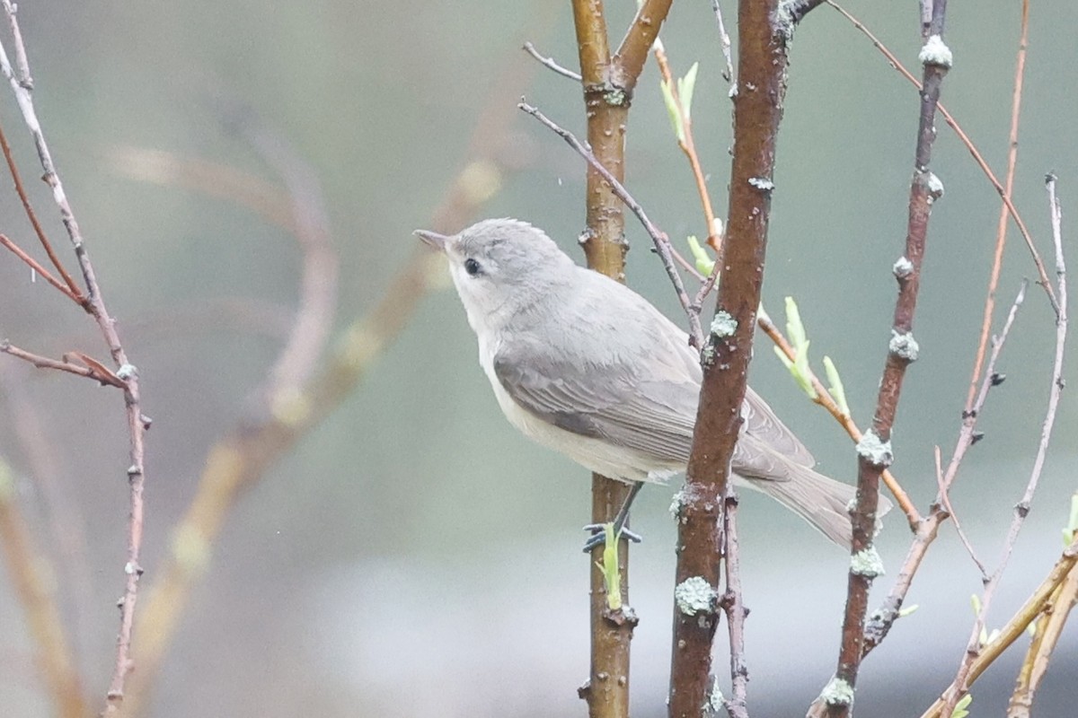 Warbling Vireo - ML618500713