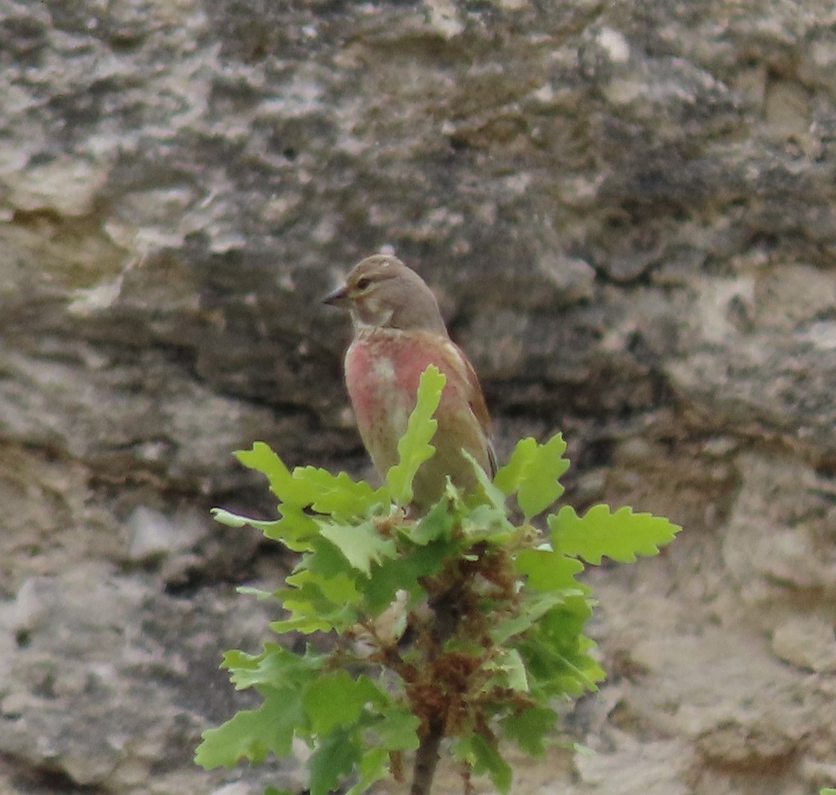 Eurasian Linnet - Çağatay Duruk