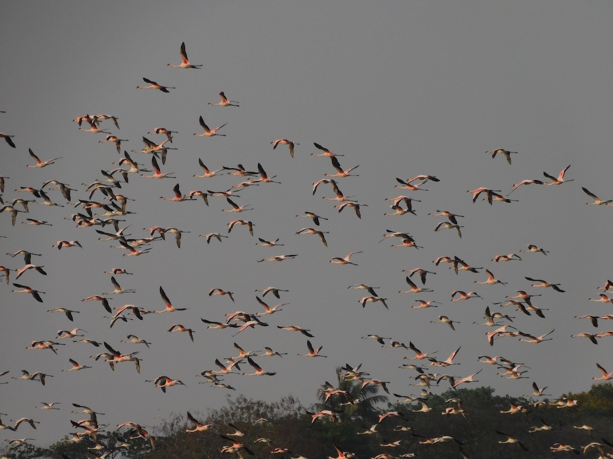 Lesser Flamingo - ML618500725