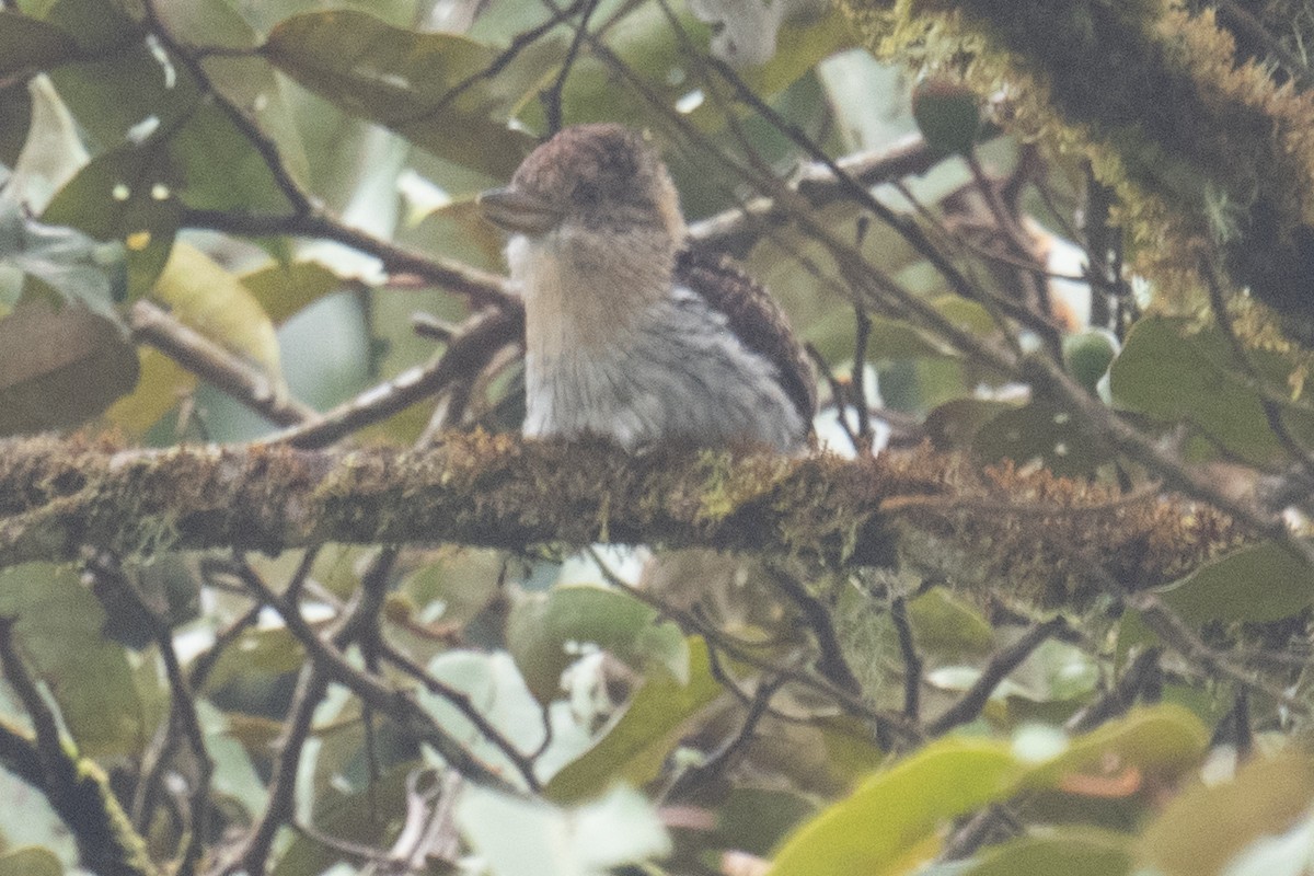 Western Striolated-Puffbird - ML618500726