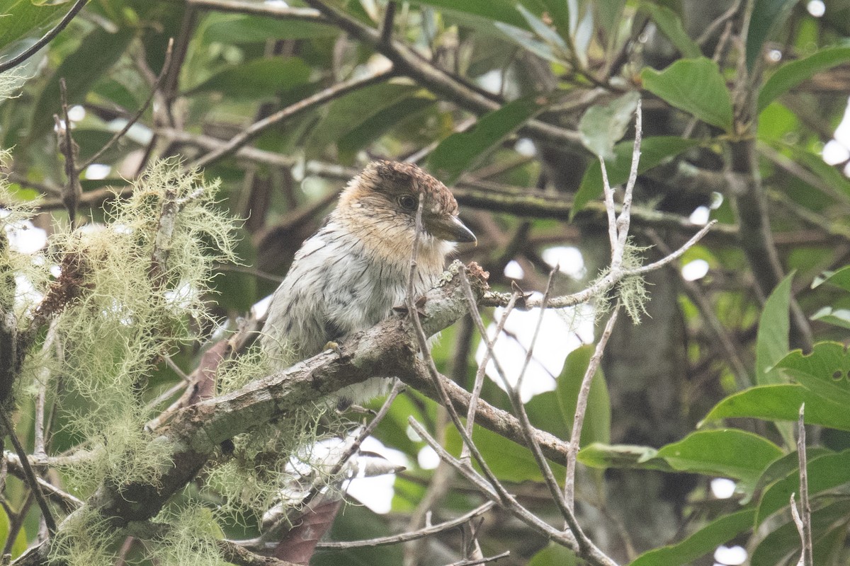 Western Striolated-Puffbird - ML618500729